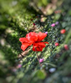 Close-up of red flower blooming outdoors