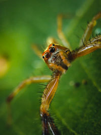 Close-up of spider