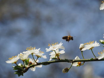 Close-up of bee pollinating flower