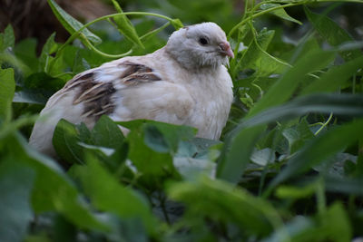 Close-up of a bird on land