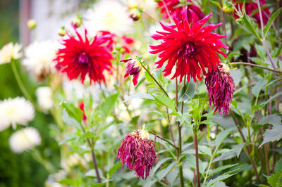 Close-up of red flowers blooming outdoors