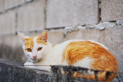 Portrait of cat on retaining wall