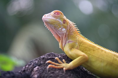 Close-up of lizard