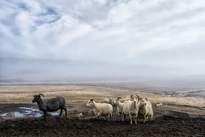 Scenic view of field against cloudy sky