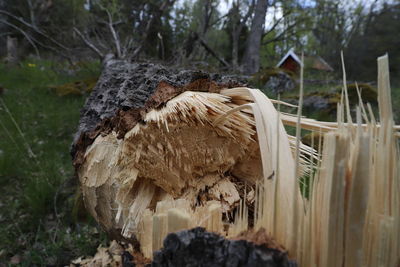 Fallen tree, spectacularly broken
