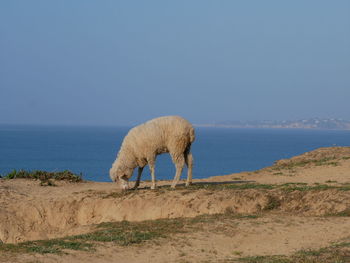 View of sheep on beach against clear sky