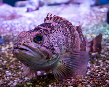 Close-up of fish swimming in sea