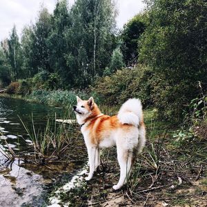 Cat on tree against sky
