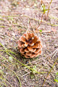 Close-up of flower growing outdoors