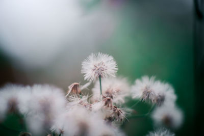 Close-up of white dandelion flower