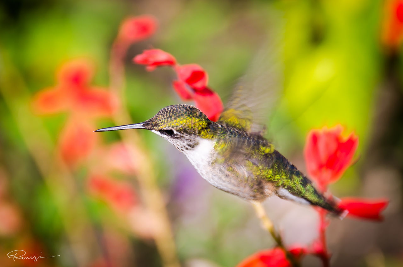 animal themes, wildlife, insect, focus on foreground, close-up, red, nature, plant, spread wings, selective focus, beauty in nature, day, outdoors, green color, growth, no people, animal antenna