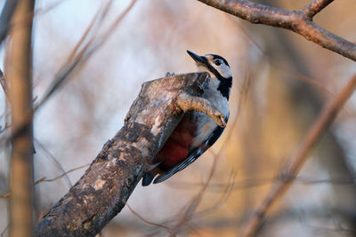 Close-up of bird perching on branch