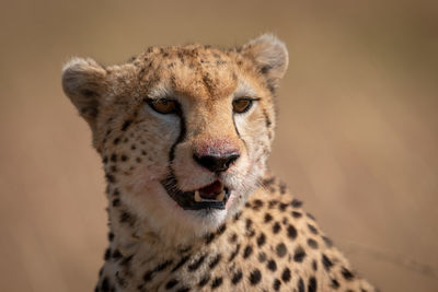 Close-up of cheetah sitting with bloody face