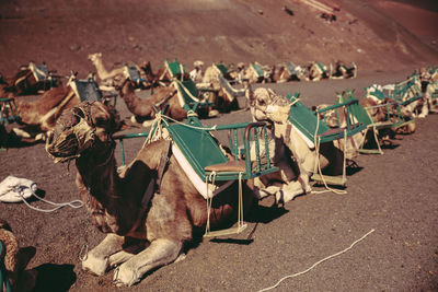 Row of camels sitting in desert