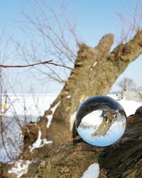 Close-up of crystal ball on branch against sky