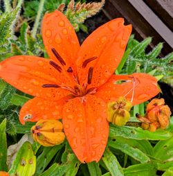 Close-up of wet orange flower