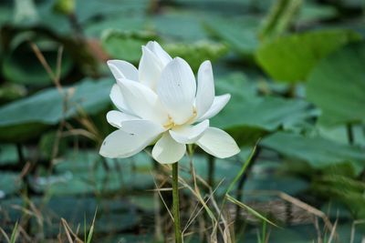 Close-up of white flowering plant