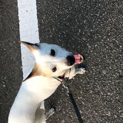 High angle view of dog sticking out tongue