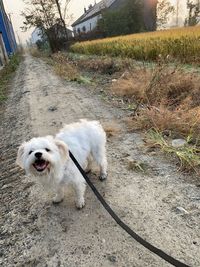 White dog lying on land