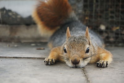 Close-up of squirrel on walkway