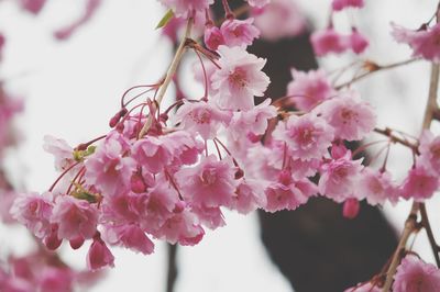 Close-up of pink cherry blossom