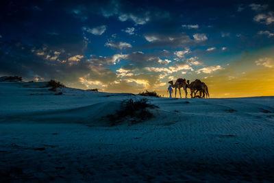 Camel in the desert during sunset in qatar