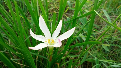 Close-up of white flowers blooming in field