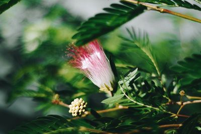 Close-up of flowers and leaves