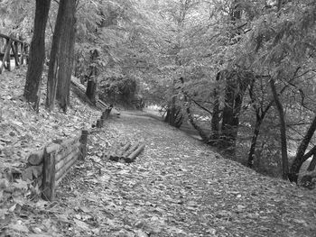 Narrow pathway along trees in park