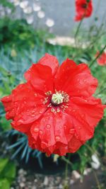 Close-up of red flowers