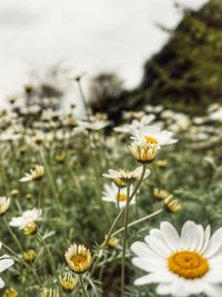 Close-up of flowers blooming on field