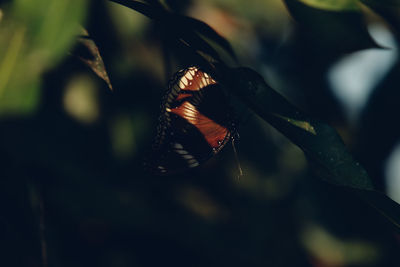 butterfly