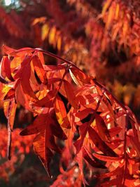 Close-up of red maple leaves on tree