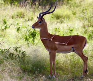 Deer standing on grass