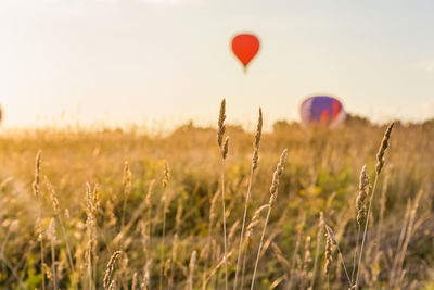 View of hot air balloons on field against sky