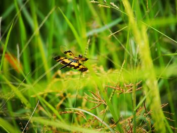 Close-up of insect on grass