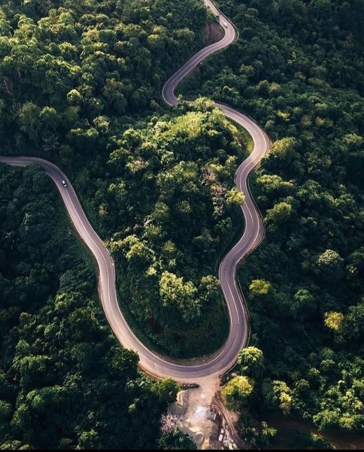 tree, plant, environment, road, curve, nature, aerial view, transportation, no people, landscape, forest, winding road, land, beauty in nature, green, high angle view, outdoors, scenics - nature, growth, day, aerial photography, tranquility, non-urban scene, snake, foliage, mountain, animal, travel, lush foliage