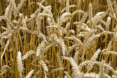 Close-up of a field of wheat near middelburg, the netherlands