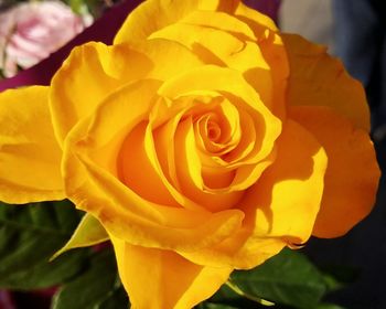 Close-up of yellow rose