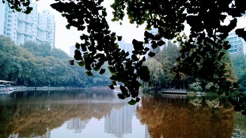 Reflection of trees in lake