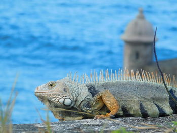 Iguana at el morro