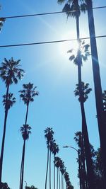 Low angle view of palm trees against sky