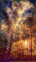 Bare trees against cloudy sky at sunset