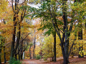 Trees on landscape