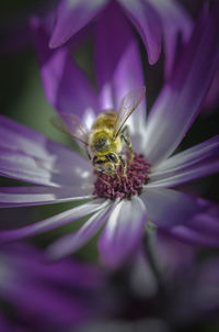 Close-up of bee pollinating on purple flower