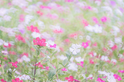 Close-up of pink flowering plant