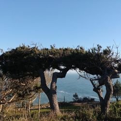 Trees on landscape against clear blue sky