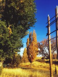 Trees on field against clear blue sky