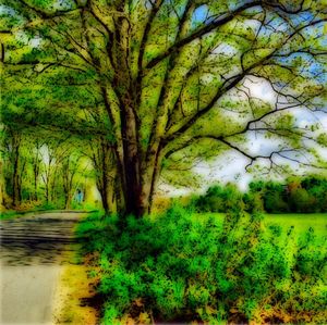 Trees in park