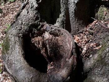 Close-up of tree trunk in forest